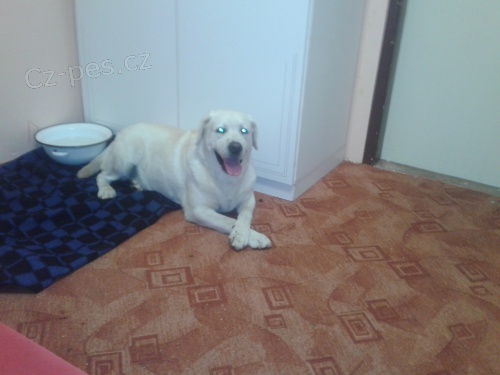 Našel se zlatý labrador Našel se zlatý labrador