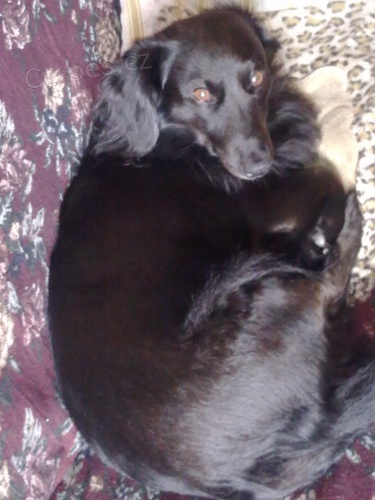 k��en� jezev��k