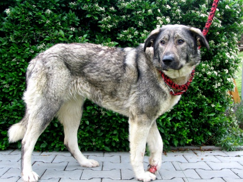 Ztr�ta k�i�enky kavkaz�ka, o. HB 