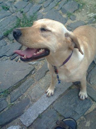 Našla se fenka labradora světlé barvy Našla se fenka labradora světlé barvy