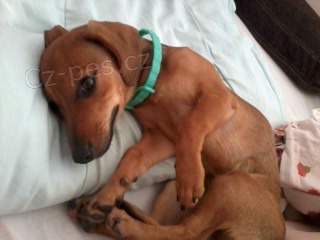 �t�n� jezev��ka