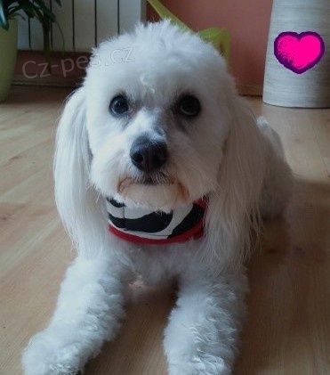 Hled�me malt�za�ku