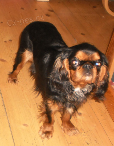 Hled� se King charles �pan�l