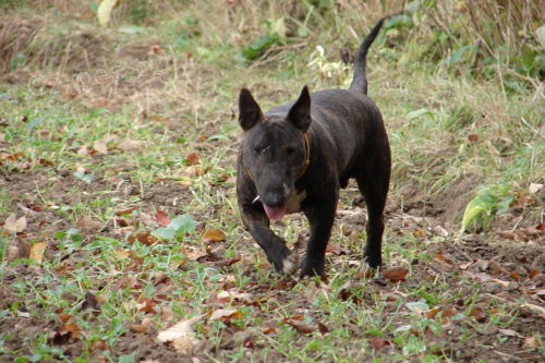 Hled� se bulteri�r!!!