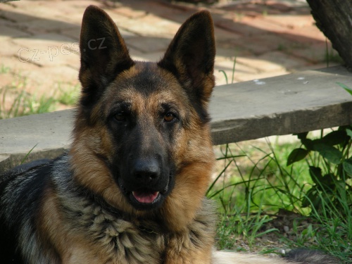 Hled� se fenka n�m. ov��ka