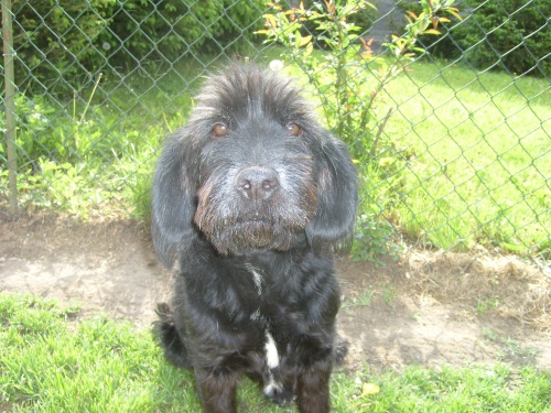 St�le hled�me pejska Fouska