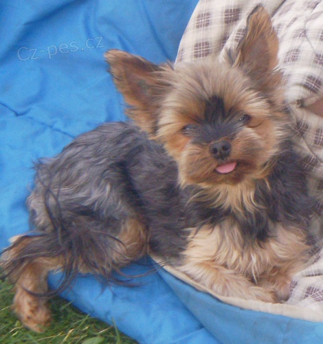 St�le se hled� york��r !!!!!