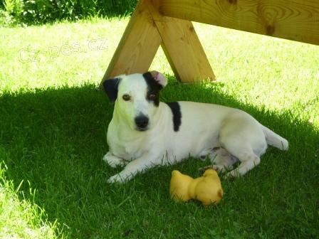 St�le hled�me Jack russela