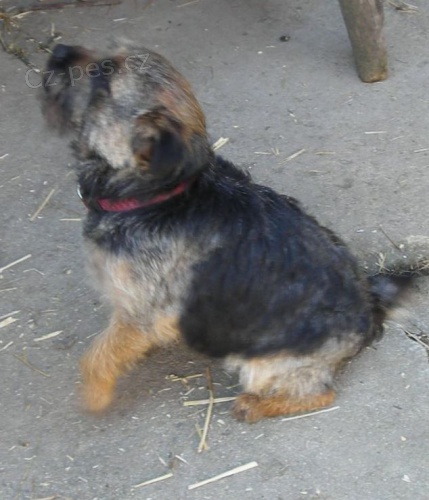 Ztracen� fenka - Brn�nsko 