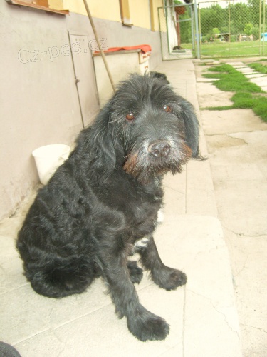 Hled� se pejsek Fousek