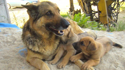 Fena n�meck�ho ov��ka a jej� �t�n�