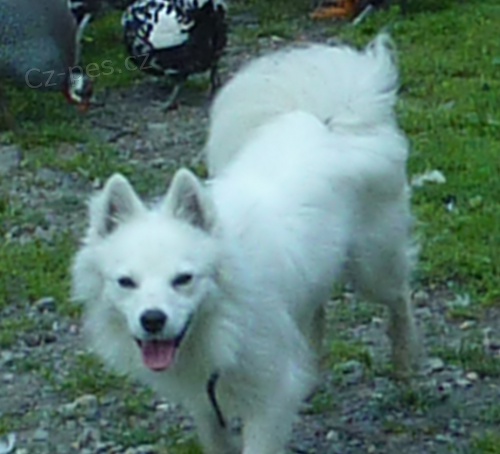 N�m. st�. �pic - b�l�