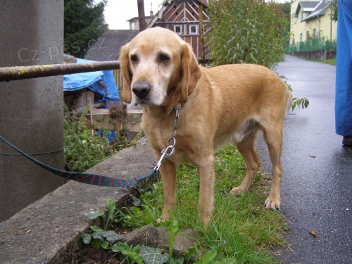kříženec zlatého labradora  kříženec zlatého labradora