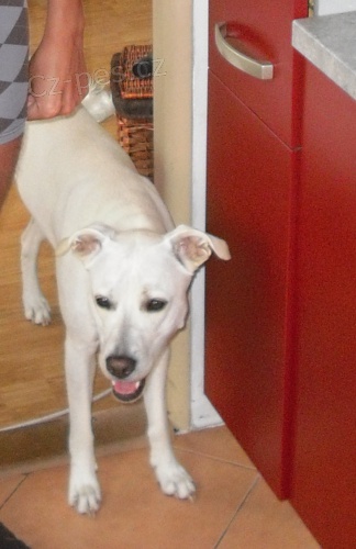 Ztratila se b�l� fenka