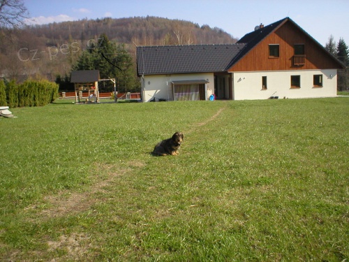 drsnosrst� jezev��k-barva divo��k