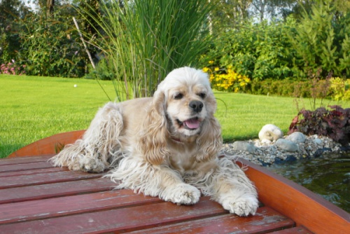 Ztratila se n�m americk� kok�ice