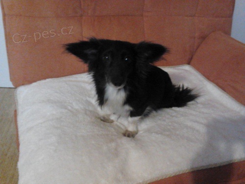 Ztratila se fenka k��ence jezev��ka s papilonem.