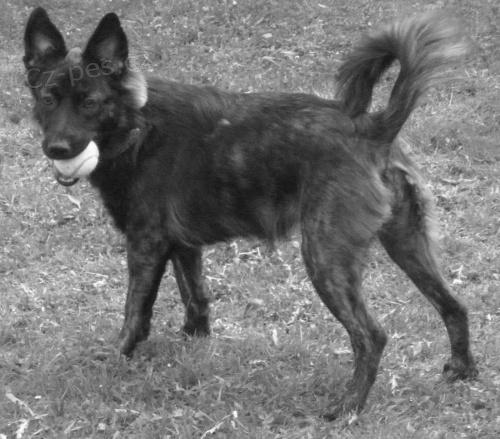 Ztratila se fenka - k��enec - H�ebe� (Kladno)