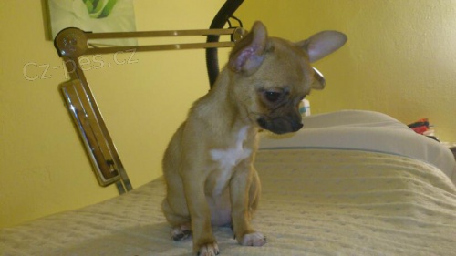 Ztratila se �ivava