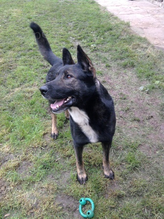 Ztratil se k��enec NO a Staford��rsk�ho teri�ra