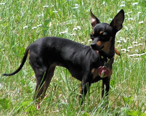 Ztratila se fenka Pra�sk�ho krysa��ka