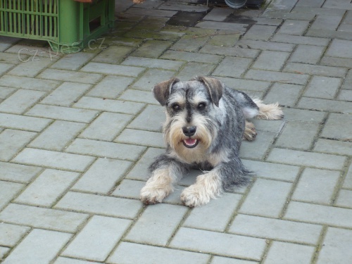 Hled� se mal� �ed� kn�ra� SAM