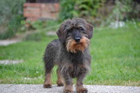 Ztratil se jezev��k a sedmihradsk� honi�