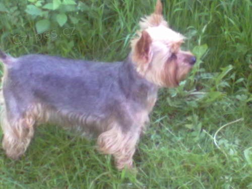 prosim o pomoc ! ztratil se jork�irek