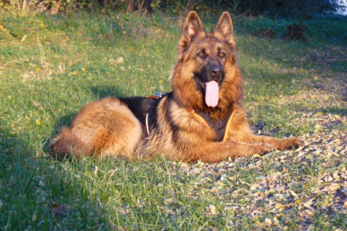 Ztraceny n�mecky ov�ak