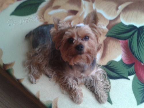 prosim o pomoc ! ztratil se jork�irek