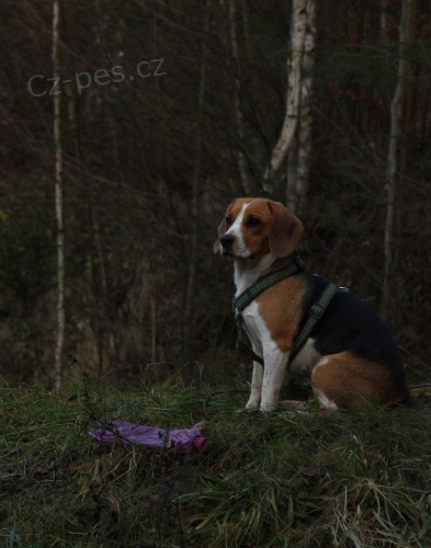 Hled� se b�glice