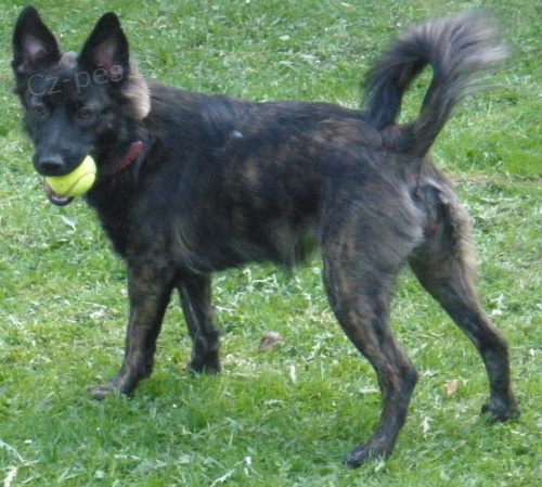 ztracen� fenka - odm�na 10 000 K�