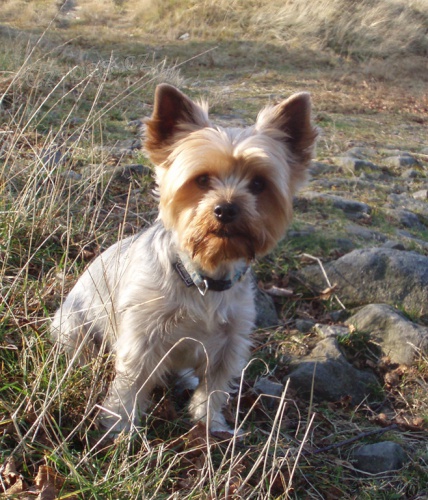 ztratil se modro�ed� york��r