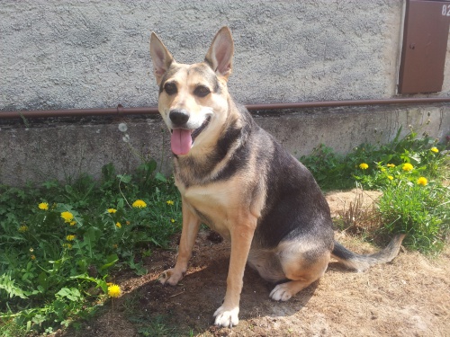 ZTRATILA SE FENKA K�͎ENCE N�MECK�HO OV��KA, PROS�ME O POMOC