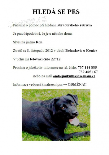 Hled� se labrador retr�vr