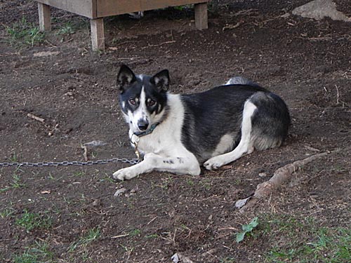 Ztracen� Fenka, Kate�inky