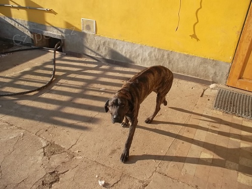 kříženec  ridgeback  kříženec  ridgeback