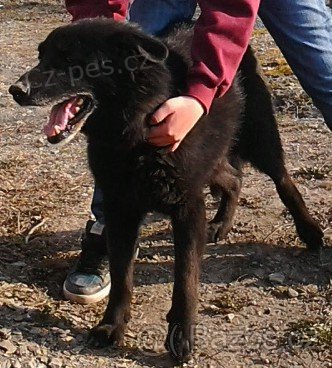 Ztratil se velk� �ern� k��enec n�m.ov��ka