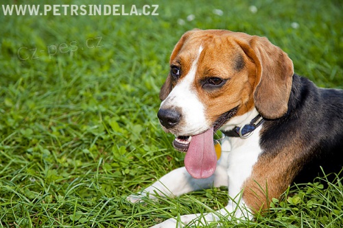 Hled� se fena b�gla