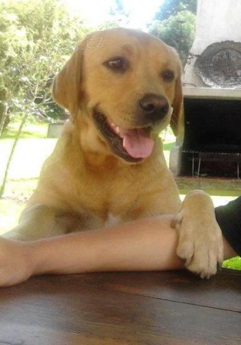 Ztratil se zlat� labradorsk� retrivr