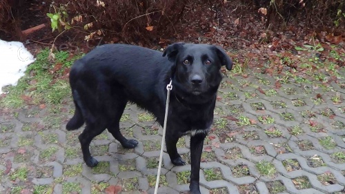 Nalezená čubinka křížence labradora – Rokytno/Pardubicko Nalezená čubinka křížence labradora – Rokytno/Pardubicko