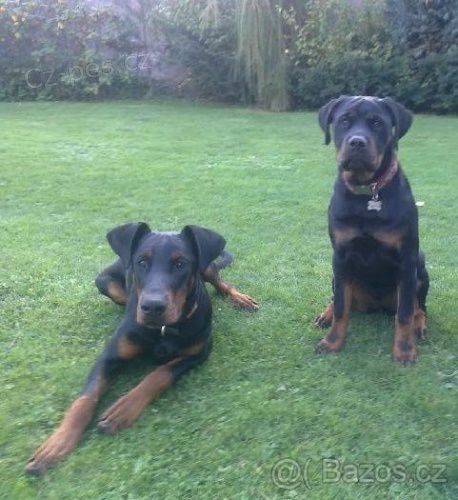 Hled� se �t�n� dobrmana