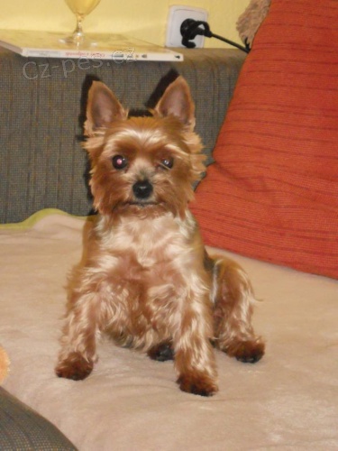 Ztratil se jork��rsk� teri�r - T�CHON�N A OKOL� 