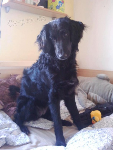 Ztratila se �ern� fenka k��ence-Praha