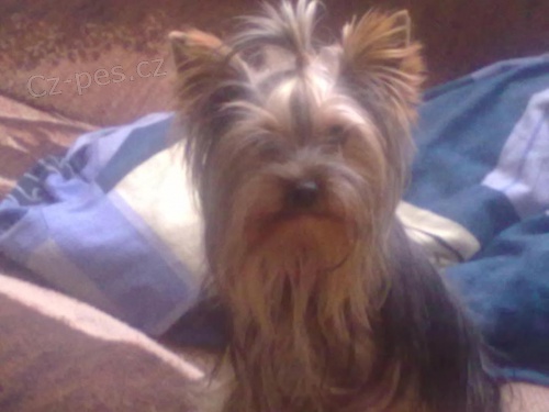 hled� se york��r