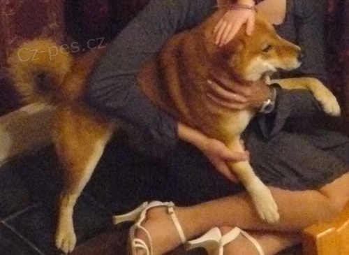 Shiba Inu v lokalit� m�sta Zub�� (okr.Vset�n)