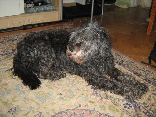 ztratila se k��enka