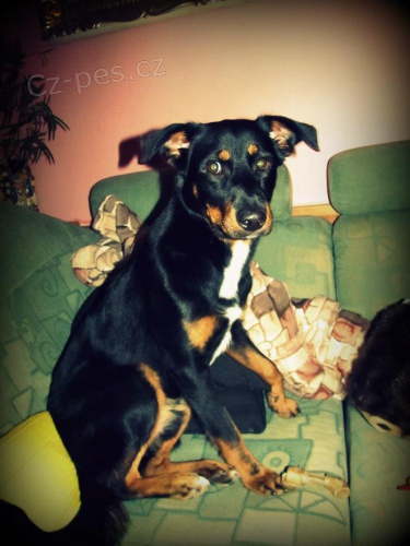 Ztratil se pes �esk� Brod a okol�