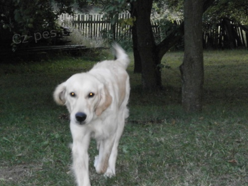 ztratila se fenka, Zlat� retr�vr