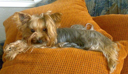 Ztratila se fenka york�irsk�ho teri�ra